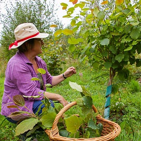 Medicinal Tree Woman