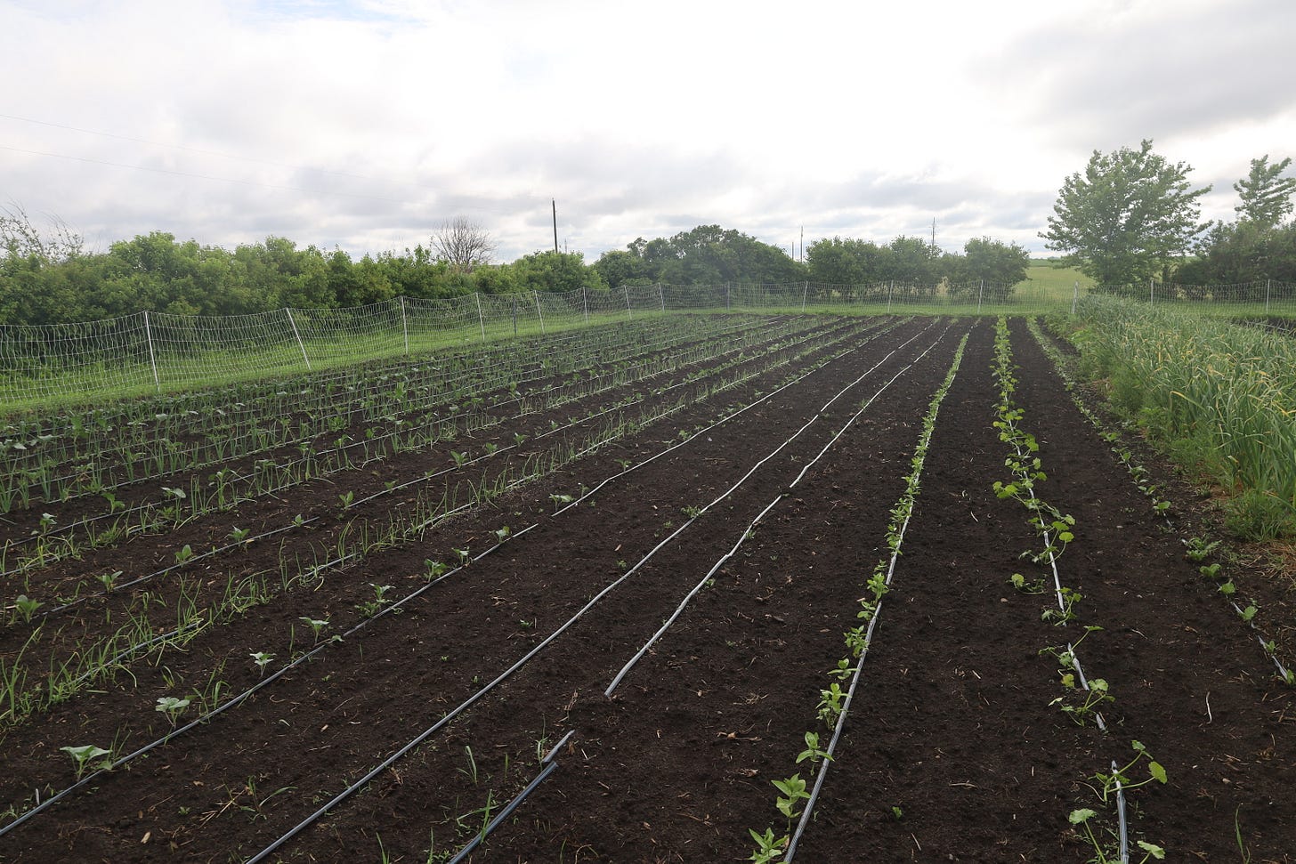 Brassica, onions and other plants Brassica, onions and other plants