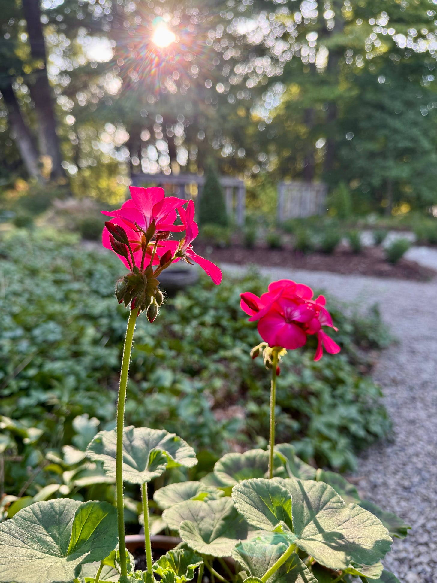 Potted Pelargoniums popped up all over Havenwood this year when I needed a reliable, long-lasting pot plant that I can overwinter for next year as well. 
