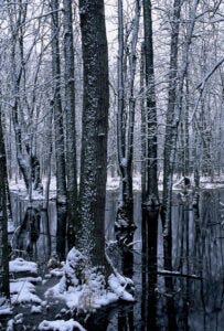 Hardwood Swamp Winter
