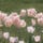 Annabel˚.🎀༘⋆’s Substack
