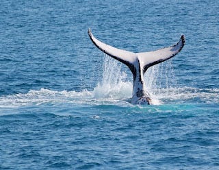 A whale tail above the water

AI-generated content may be incorrect.