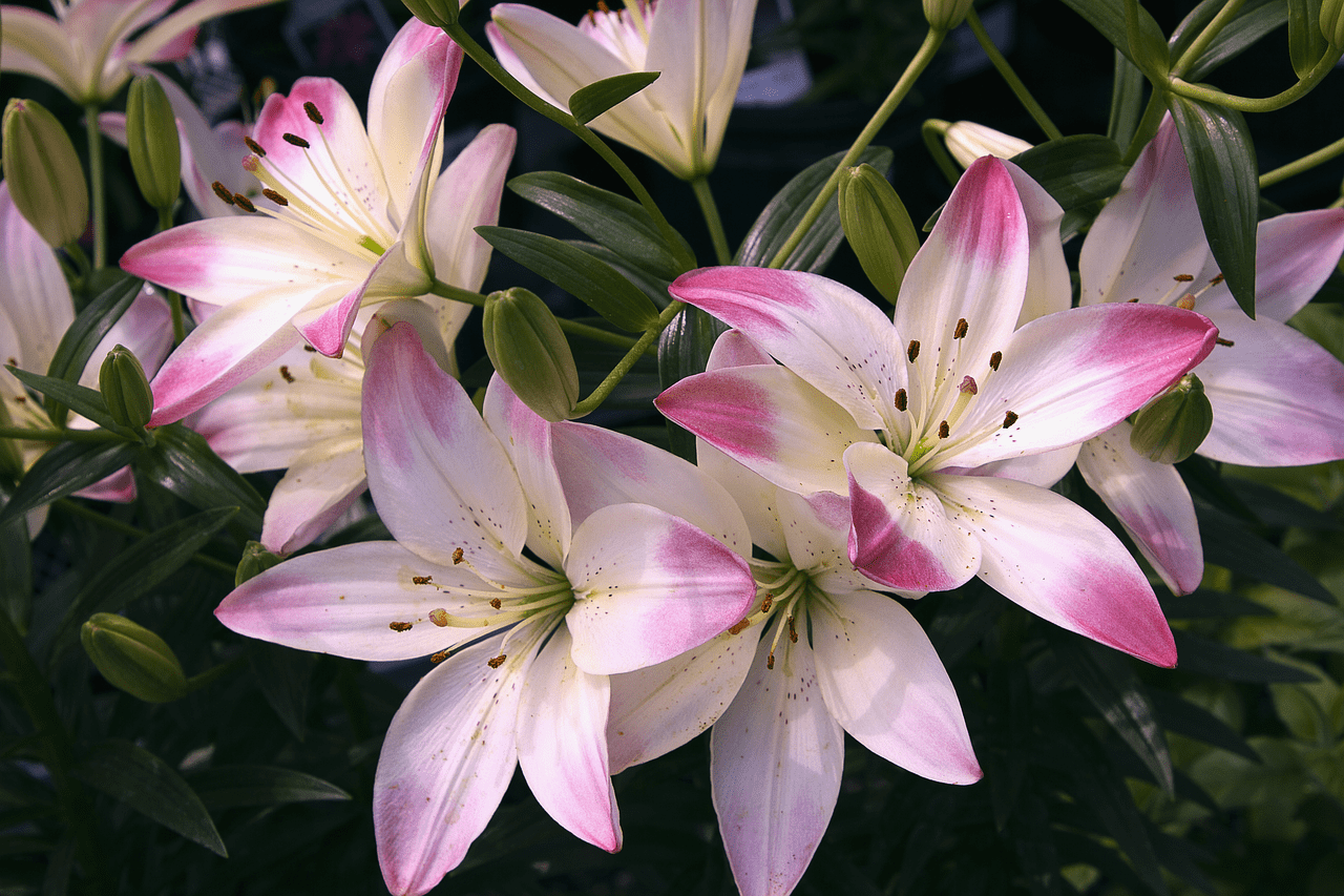 Lily Flower Meaning & Symbolism | Bouqs Blog