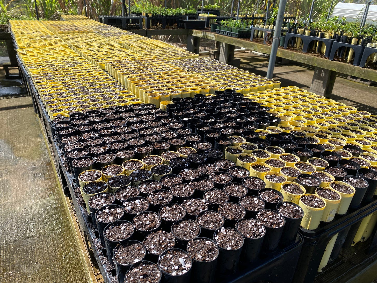 A long table crowded with flats of dibbles filled with fresh soil.