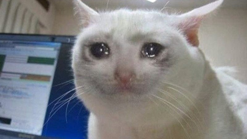 Crying Cat | Know Your Meme