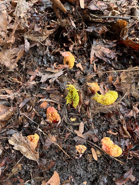 first image: pink and pale green rhubarb stalks emerging, second image: green fluffy rosettes of columbine, third image: a rose can with a pink shoot emerging