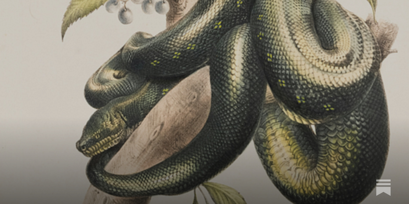 Did you have a Year of the Snake too?