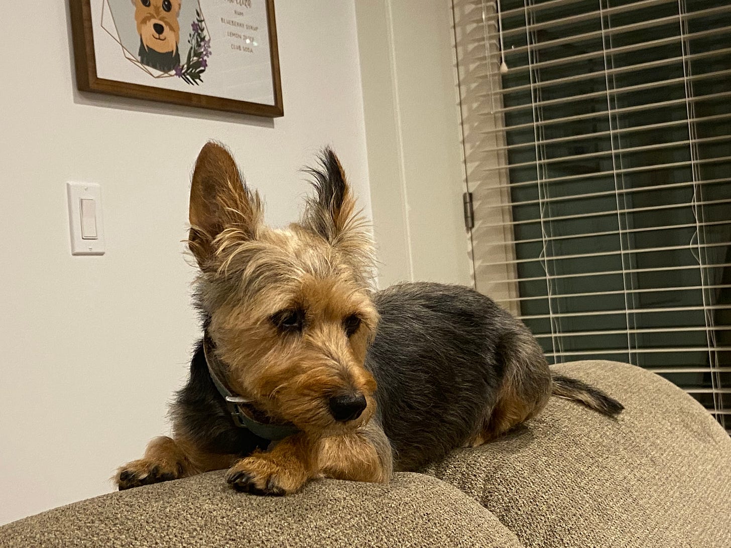 A tan and black terrier sits on top of the back of a couch. There is a framed portrait of the dog in the background. A tan and black terrier sits on top of the back of a couch. There is a framed portrait of the dog in the background.