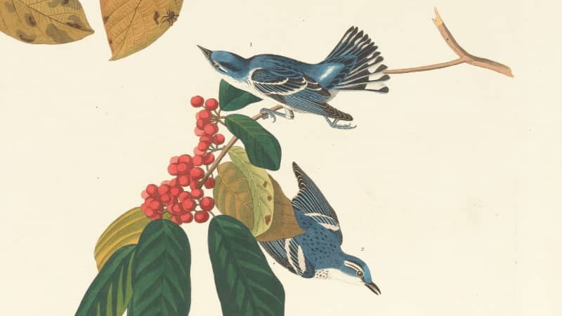 detail from john jay audubon print of cerulean warbler