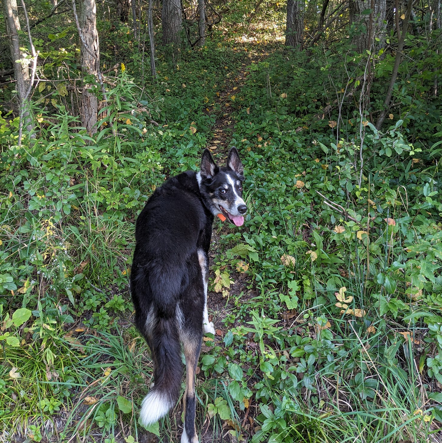 Dog looking back at camera, about to start off on a trail through the woods Dog looking back at camera, about to start off on a trail through the woods