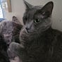 Addlecat's avatar
