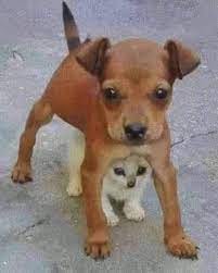 This street puppy protecting a stray kitten : r/animalsdoingstuff