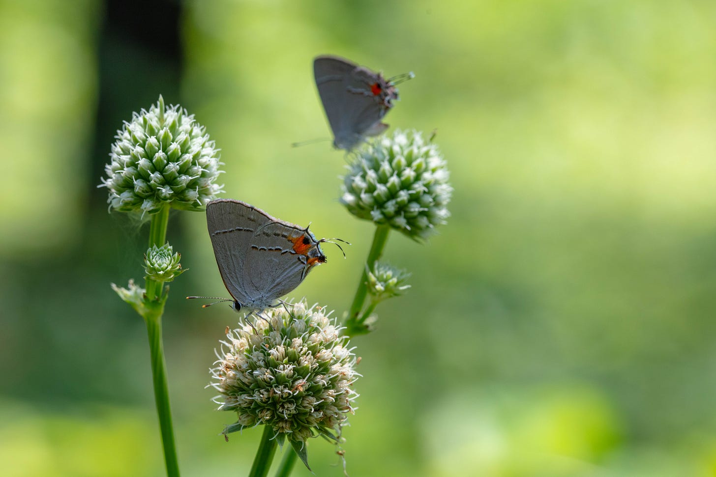 Against a bright green background, with a shadowy tree trunk in the distance, two small gray butterflies visit white spiky flower globes.