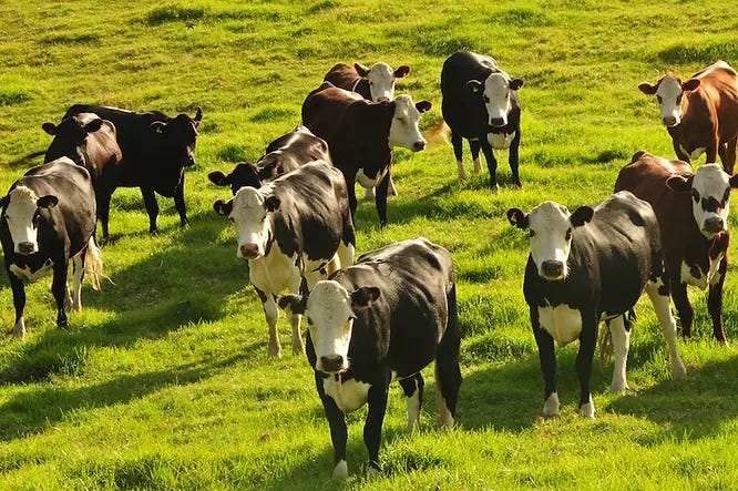 A herd of cross-bred Angus cattle take a break from grazing to watch a passerby