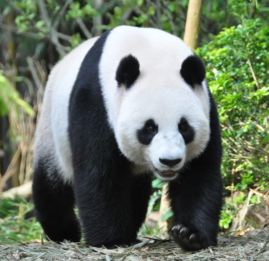 Giant Panda