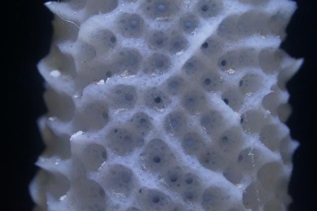 Venus' flower basket | Churaumi Fish Encyclopedia | Okinawa Churaumi  Aquarium - For the next generation to inherit; the beautiful seas of  Okinawa. -