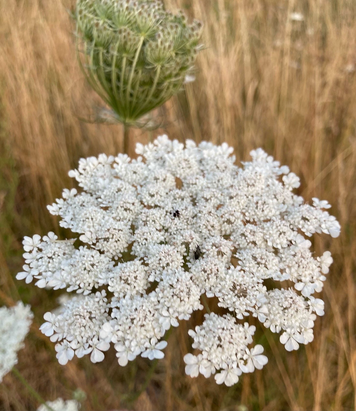 queen-anne's-lace-wild-carrot-in-field-foraging.jpeg
