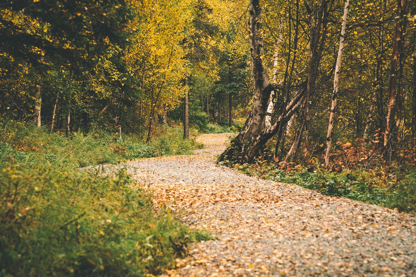The beach lake trail covered in yellow fall leaves.