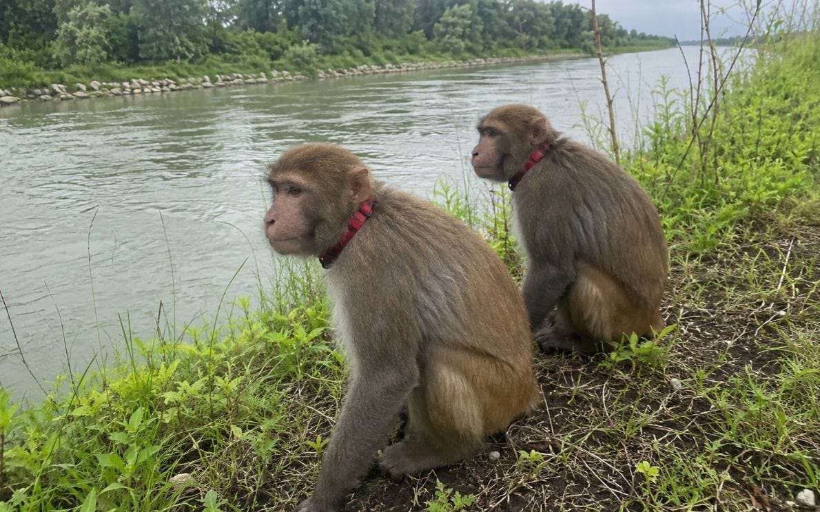 Scimmie in riva al Brenta (immagine generata Ai)