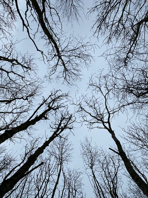 Nine photographs of the sky featuring various cloud types, colours and trees