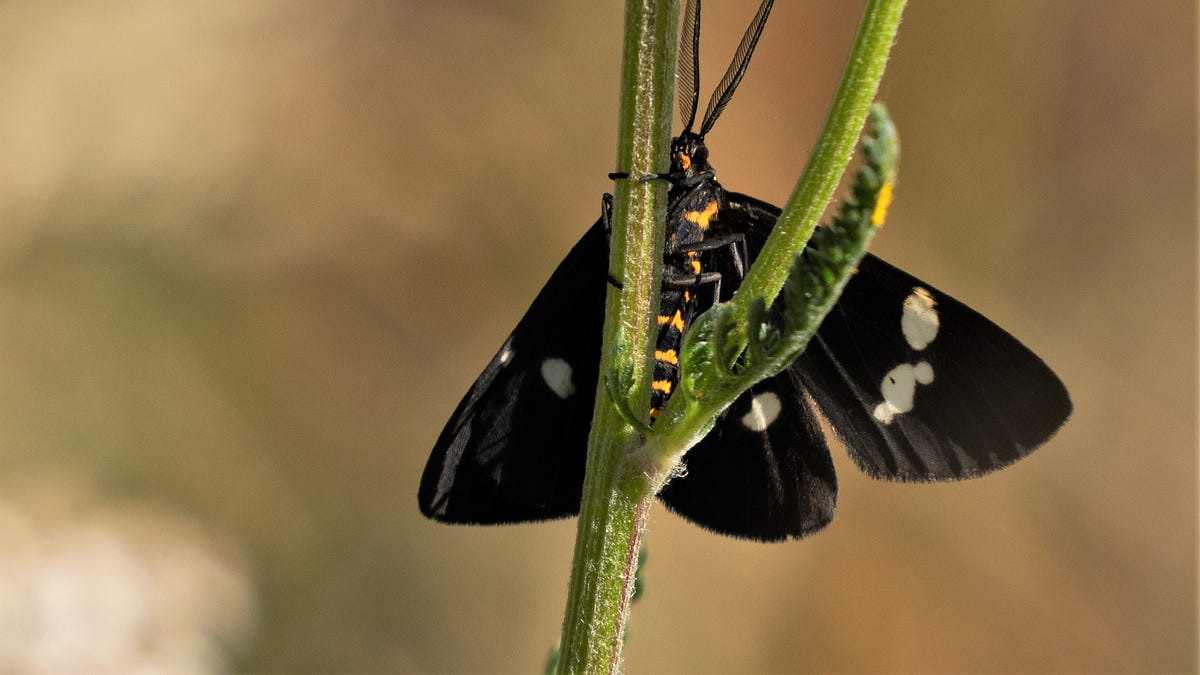 The Magpie Moth - by Zenobia Southcombe
