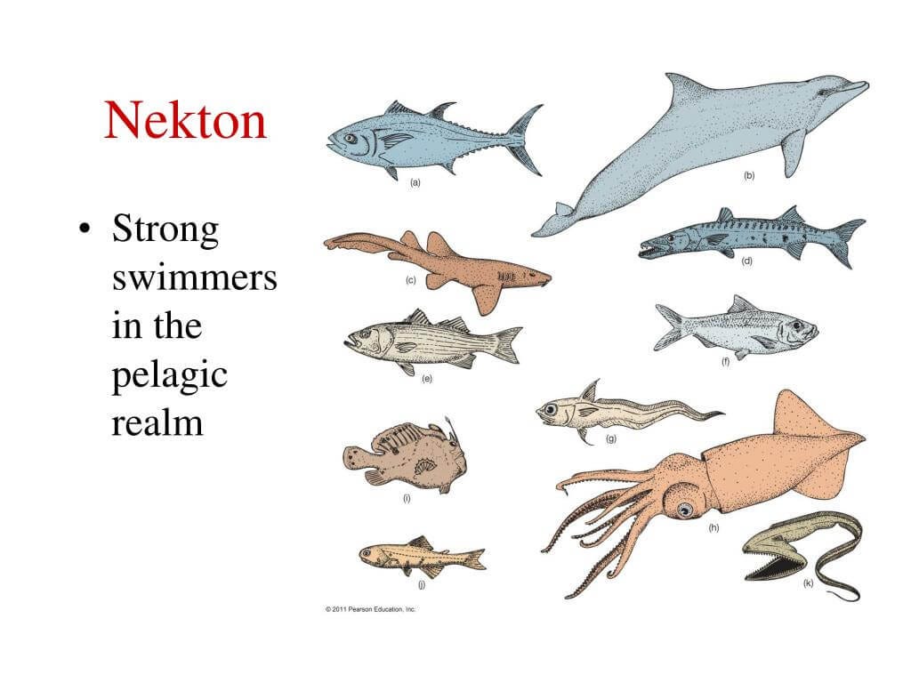 Nektons