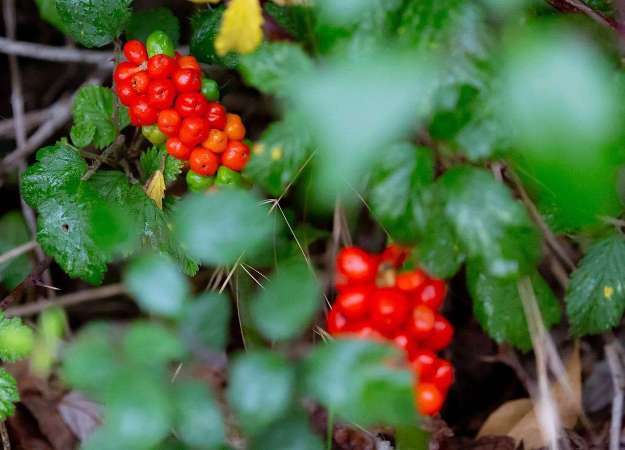 Arum maculatum berries. Photo by theotherkev