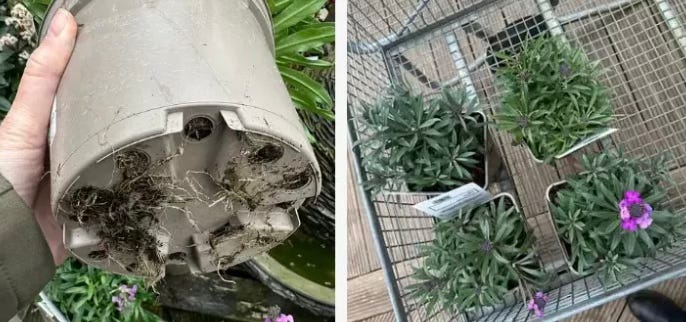 Checking plant roots in pot before buying with garden centre plants ready for planting