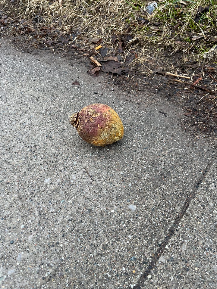 two photos: one of a leaf-less tree in the early morning light. the other is a gnarly old turnip on the sidewalk.