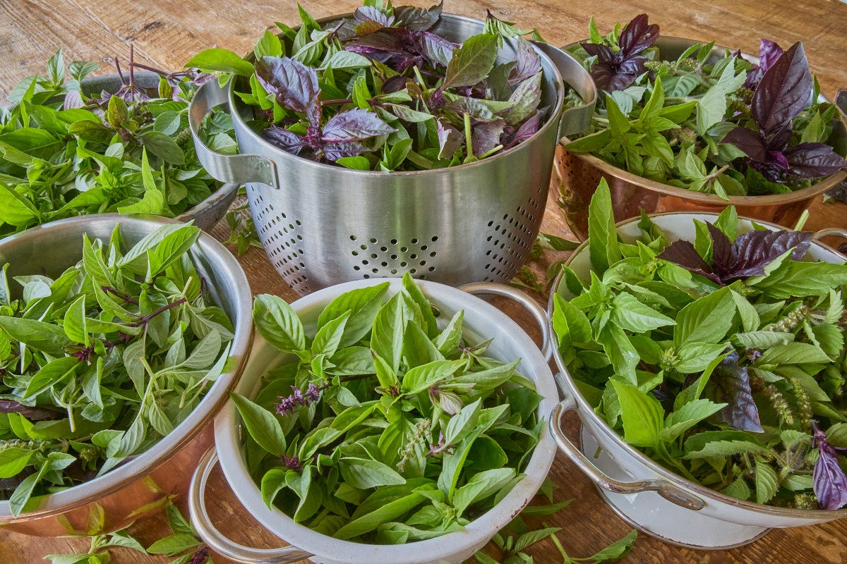 several colanders full of freshly trimmed basil plant tops several colanders full of freshly trimmed basil plant tops
