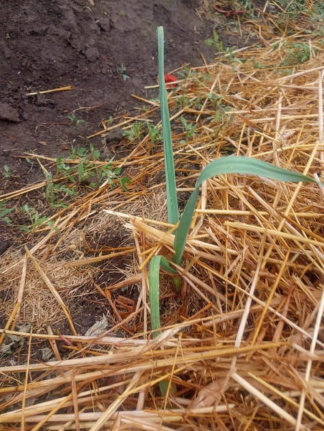 A person holding a garlic cloves in their hand. A garlic field covered with straw. A garlic plant emerging from a field covered with straw. 