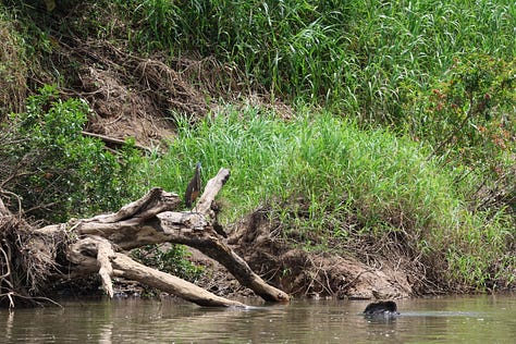 Top left shows a muddy brown river with an old tree branch on which a large brown heron stands. It's neck is striped orange and brown. Middle top - two long narrow boats lie resting on the muddy brown river bank. Tor right, a view from inside one of the boats showing seats lined in two columns down the middle of the boat. Each seat has an orange life jacket slung over the seat back. There are no windows. Middle left, an emerald green lizard with a long tail and horned ridges running over the top of its head and down its spine rests on a branch. Middle image shows a brown caiman slipping into the murky brown water off a muddy riverbank. Middle right shows two monkeys in the jungle canopy - one of them is reaching out its arm to the other. The monkeys are light brown on the top half and dark brown on the bottom. Bottom left - a view from a boat across a wide stretch of water to low buildings and an old tree still standing. Middle bottom, a river between an open area of reed on the right and on the left, the deep thick jungle vegetation. Bottom right, spray from a boat rises in front of the camera and behind the spray is a wide expanse of water across from a jungle scene with thick green vegetation.