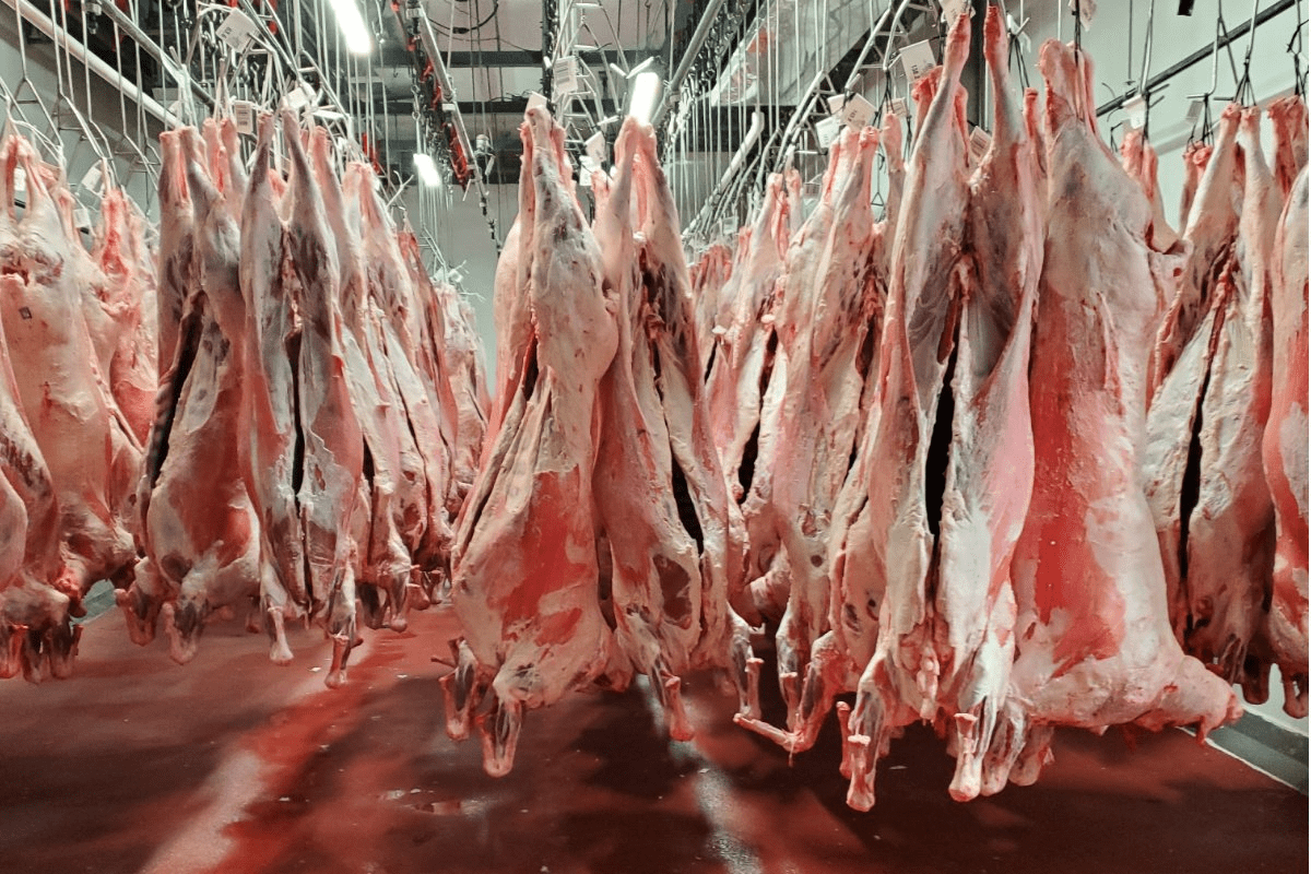 Denver's last slaughterhouse is on the ballot - High Country News