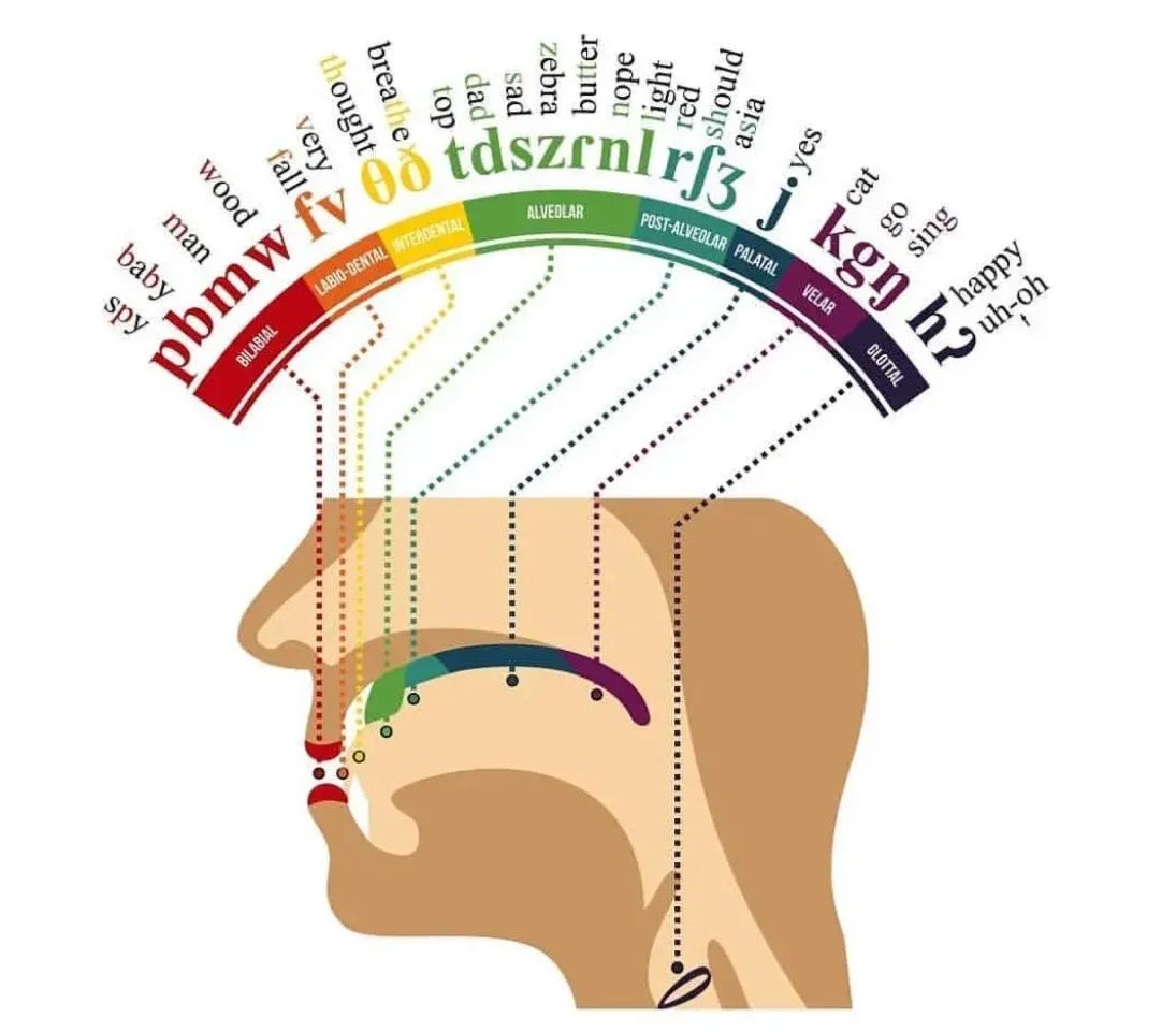 A side view of a sagittal section of the human vocal tract, with arrows pointing between each phoneme in the English language and where that phoneme is pronounced in the vocal tract.