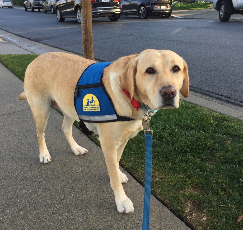 Meet Flo. A Canine Companions Service Dog. Flo is a yellow lab and is wearing her blue and yellow Canine Companions Service Dog Vest. Meet Flo. A Canine Companions Service Dog. Flo is a yellow lab and is wearing her blue and yellow Canine Companions Service Dog Vest.