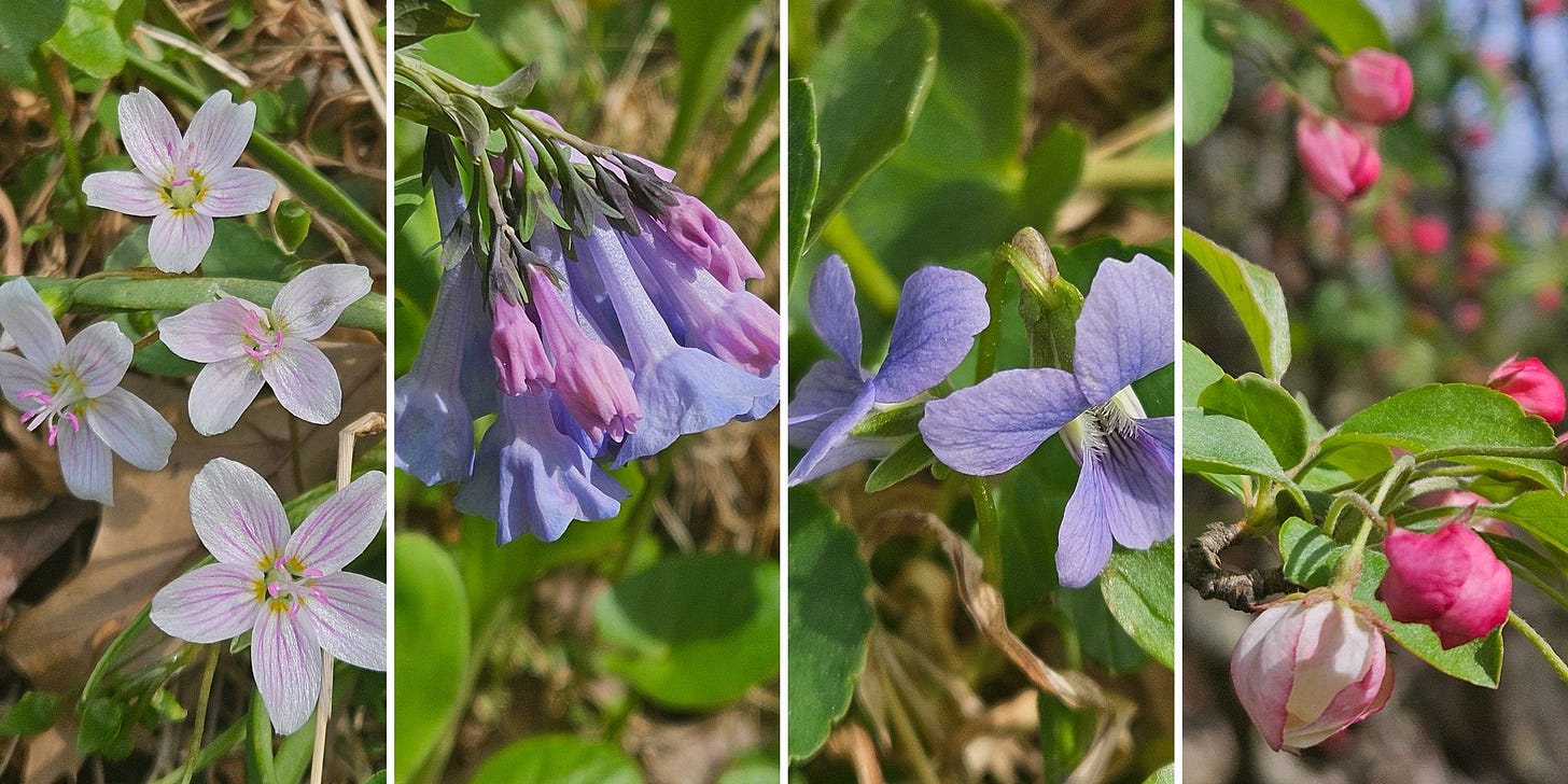 montage of four spring wildflowers: spring beauty, virginia bluebell, violet and crabapple montage of four spring wildflowers: spring beauty, virginia bluebell, violet and crabapple