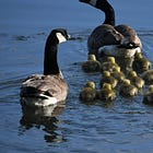 Please Don't Give Up Birding