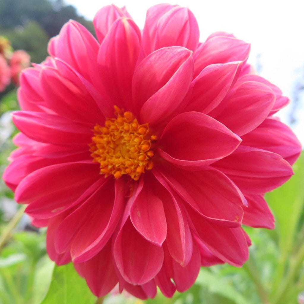 鮮やかなピンクのダリアの花がアップで咲く写真｜黄色い中心が美しい夏の花
