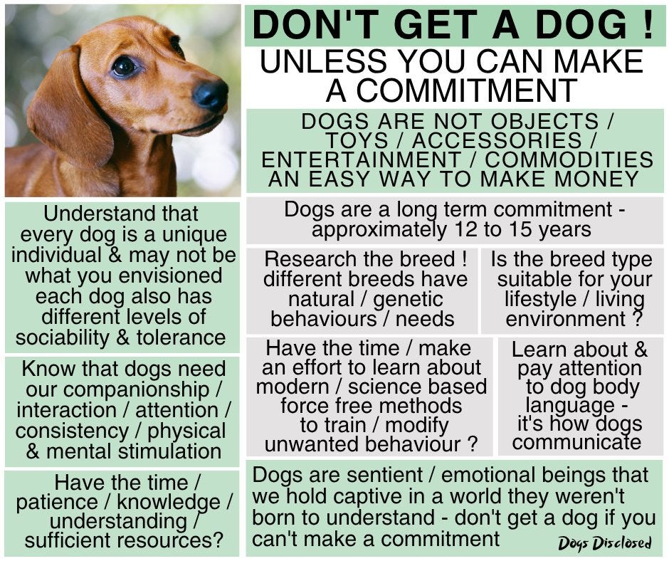 May be an image of dog and text