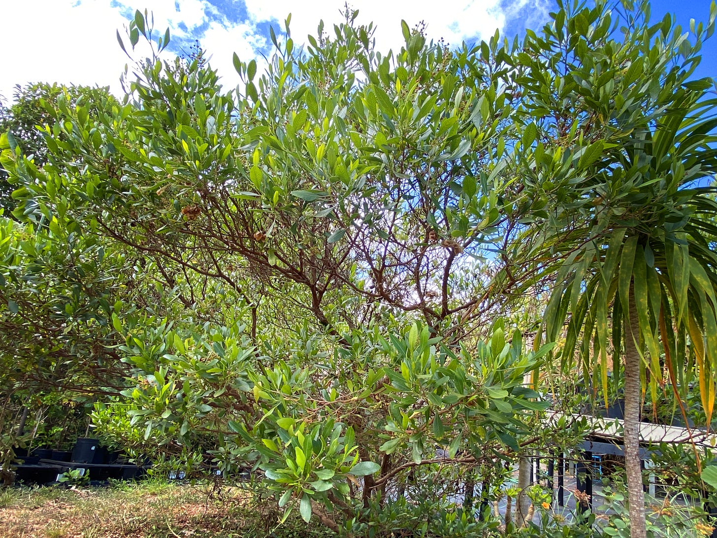 A healthy tall shrub shining in the sunlight sits amid other short trees and bushes.