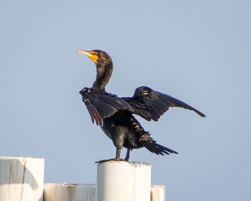 Double-crested Cormorant
