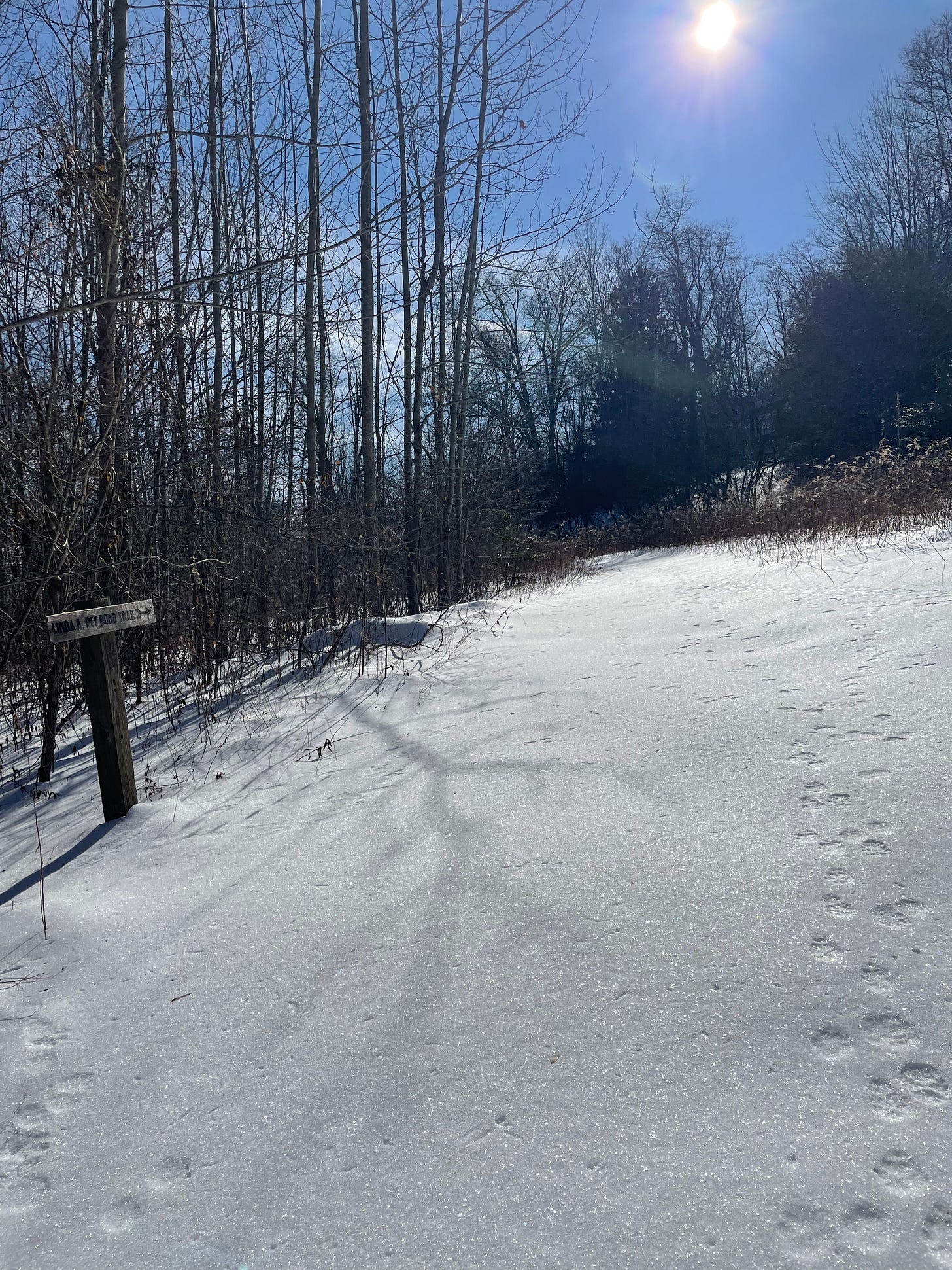 Animal tracks on a snow covered trail Animal tracks on a snow covered trail