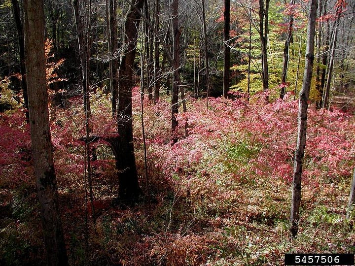 Two pictures of fall red foliage of burning bushes forming a thicket in the forest.