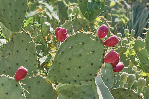 Prickly pear cactus and its prickly pear