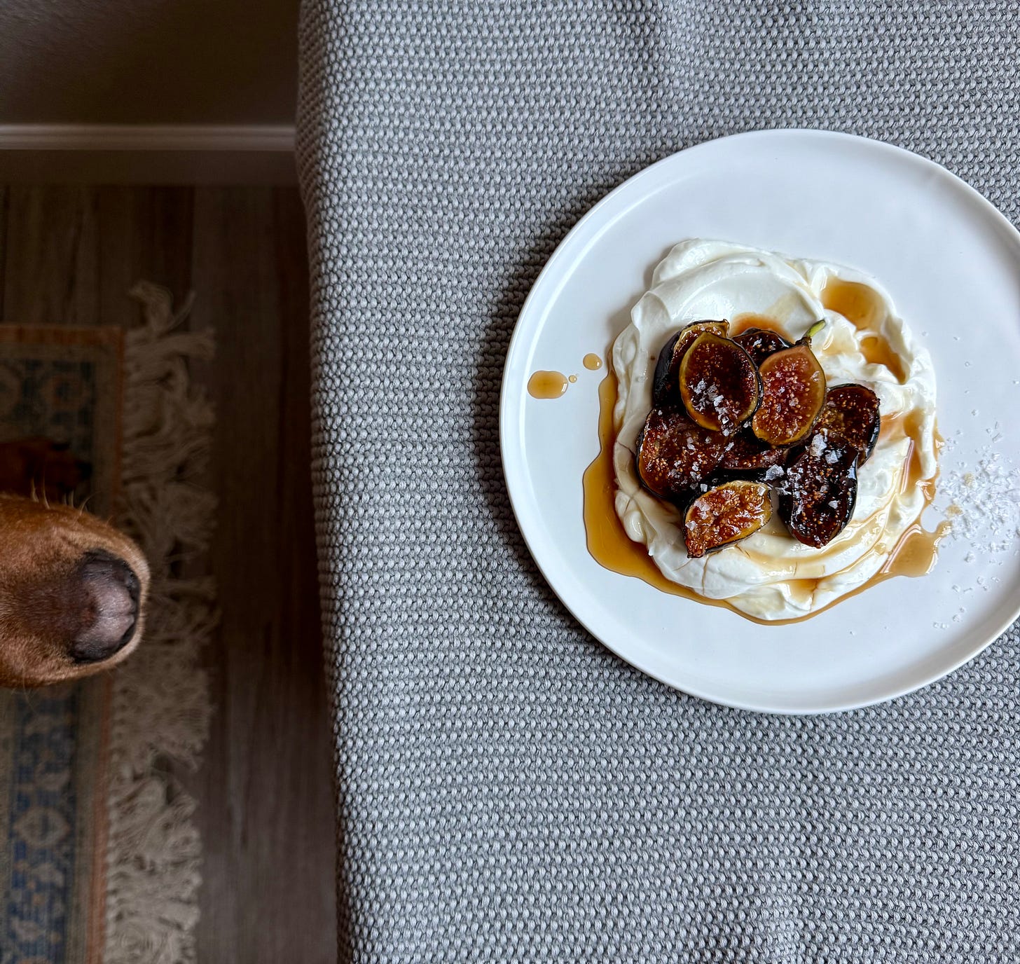 dog nose and plate of figs and yogurt on a table, 