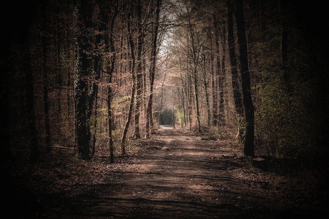Free Forest Nature photo and picture