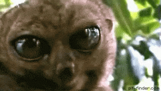 Tarsier GIF - Tarsier GIFs