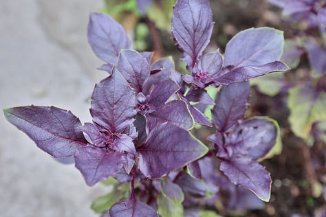 various varieties of purple basil plants