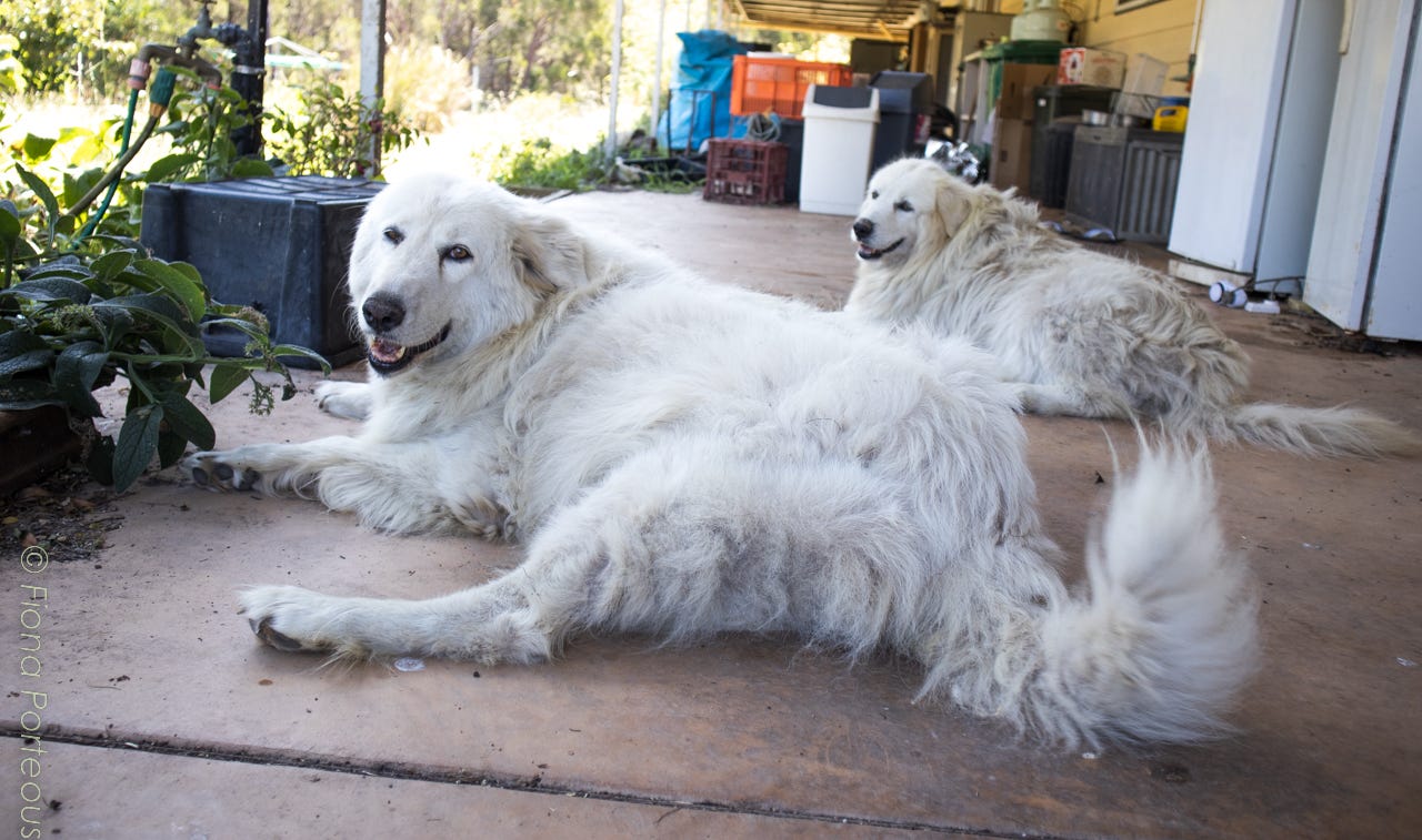 two large white dogs on a house verandah.