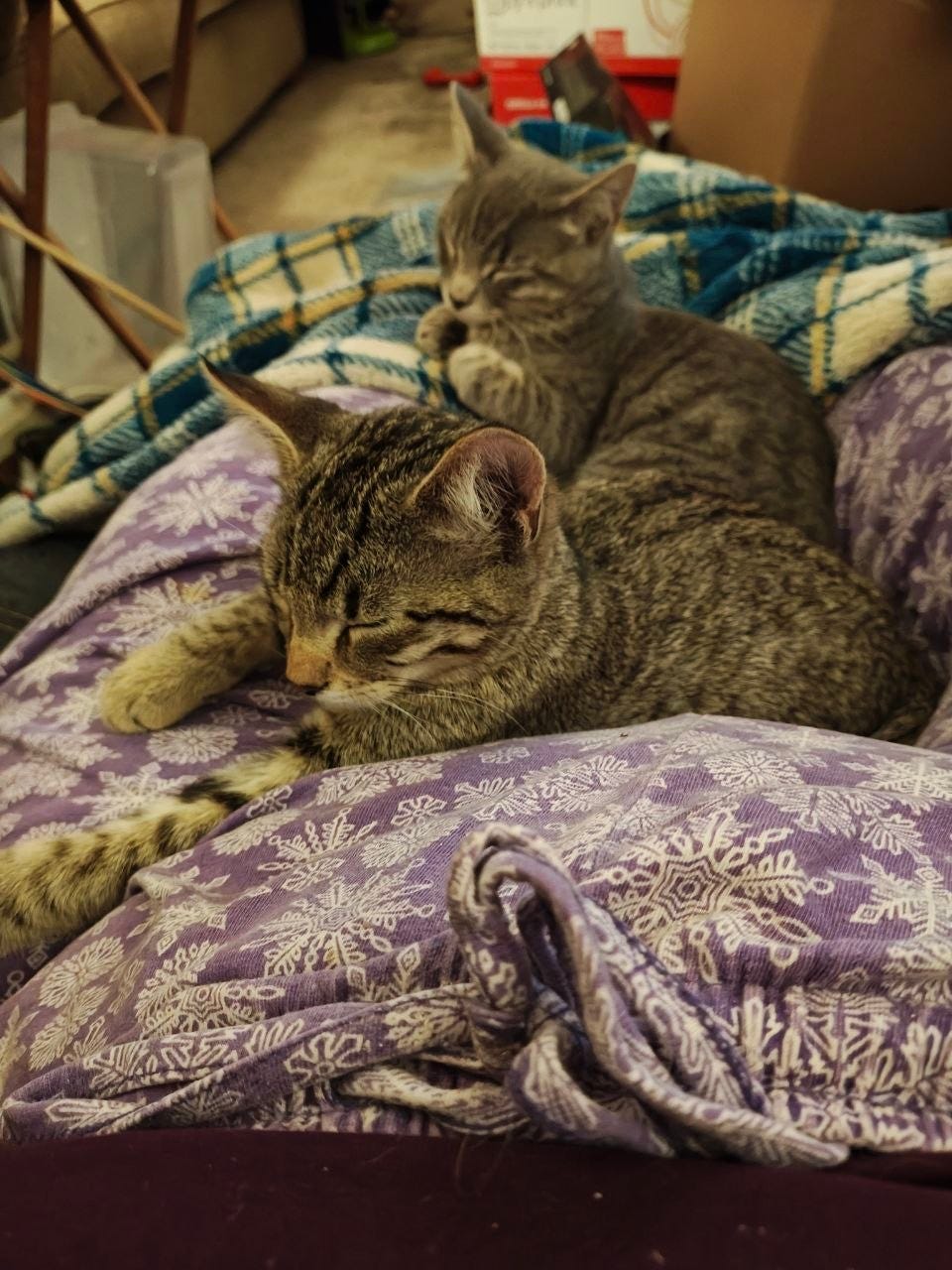 Two young gray tabby kittens relax on a rumpled purple blanket patterned with white snowflakes. The kitten in front sleeps with one paw stretched forward, while the kitten behind sits upright and appears to groom its paws. A blue plaid blanket and household storage items are visible in the softly focused background.
